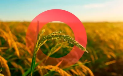 Agro: O Modelo B2C como Motor de Crescimento